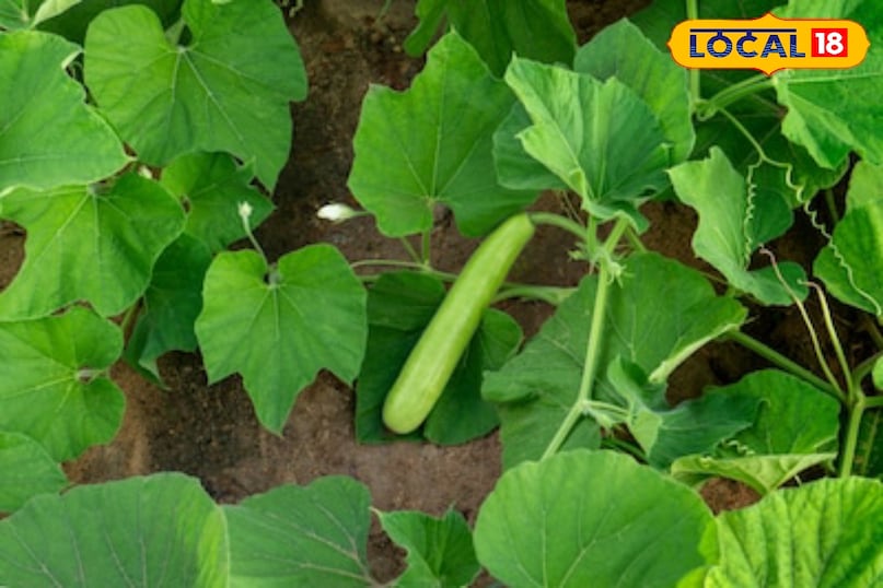 Moradabad news, hindi news, local news, up news, मुरादाबाद समाचार, हिंदी समाचार, लोकल समाचार, यूपी समाचार।