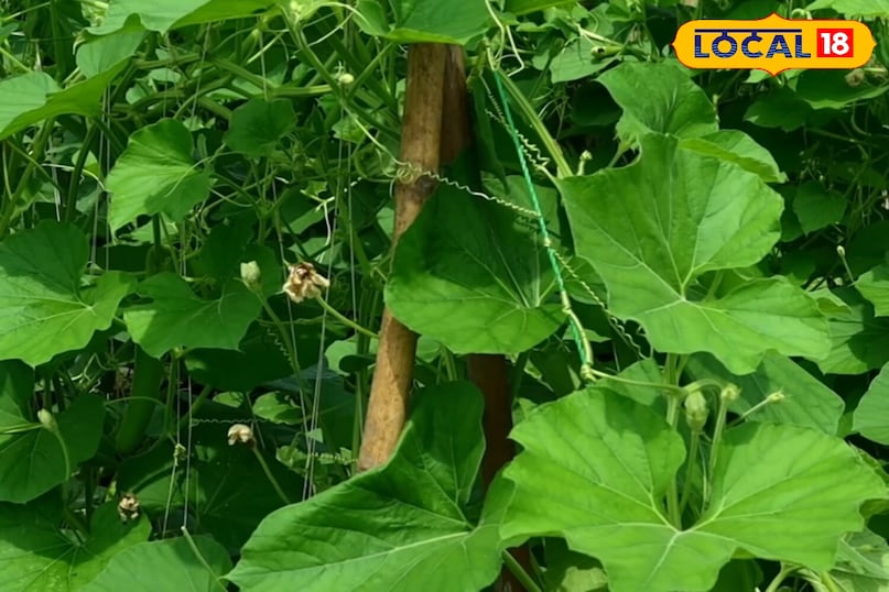 Moradabad news, hindi news, local news, up news, मुरादाबाद समाचार, हिंदी समाचार, लोकल समाचार, यूपी समाचार।