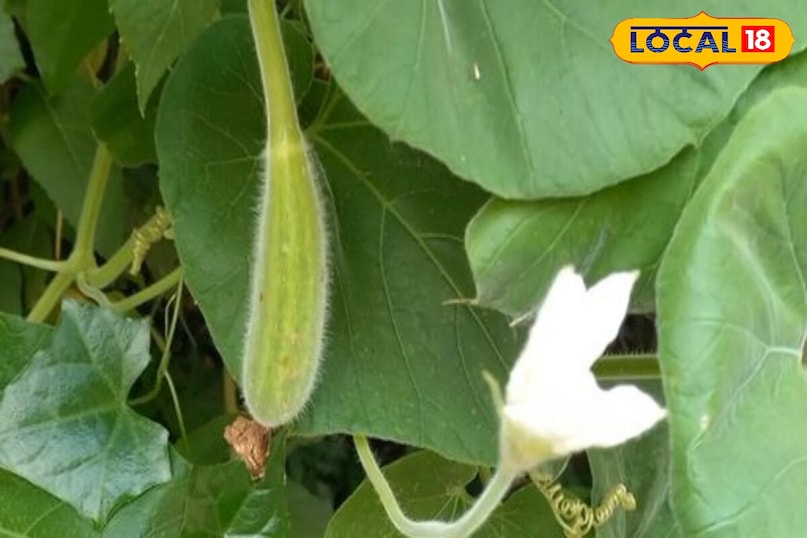 Moradabad news, hindi news, local news, up news, मुरादाबाद समाचार, हिंदी समाचार, लोकल समाचार, यूपी समाचार।