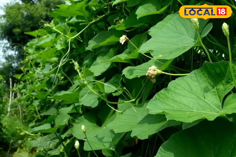 Moradabad news, hindi news, local news, up news, मुरादाबाद समाचार, हिंदी समाचार, लोकल समाचार, यूपी समाचार।