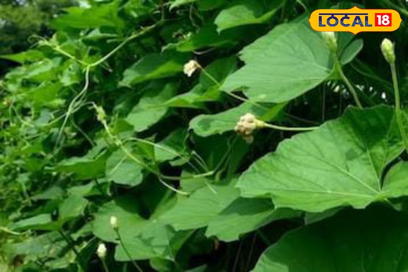 Moradabad news, hindi news, local news, up news, मुरादाबाद समाचार, हिंदी समाचार, लोकल समाचार, यूपी समाचार।