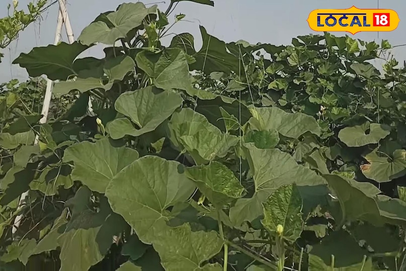 Moradabad news, hindi news, local news, up news, मुरादाबाद समाचार, हिंदी समाचार, लोकल समाचार, यूपी समाचार।