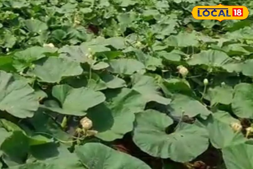 Moradabad news, hindi news, local news, up news, मुरादाबाद समाचार, हिंदी समाचार, लोकल समाचार, यूपी समाचार।