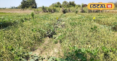 सहफसली खेती.