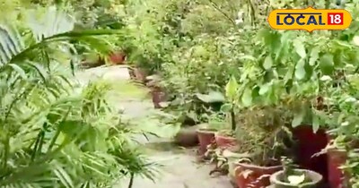 छत पर लगा बगीचा