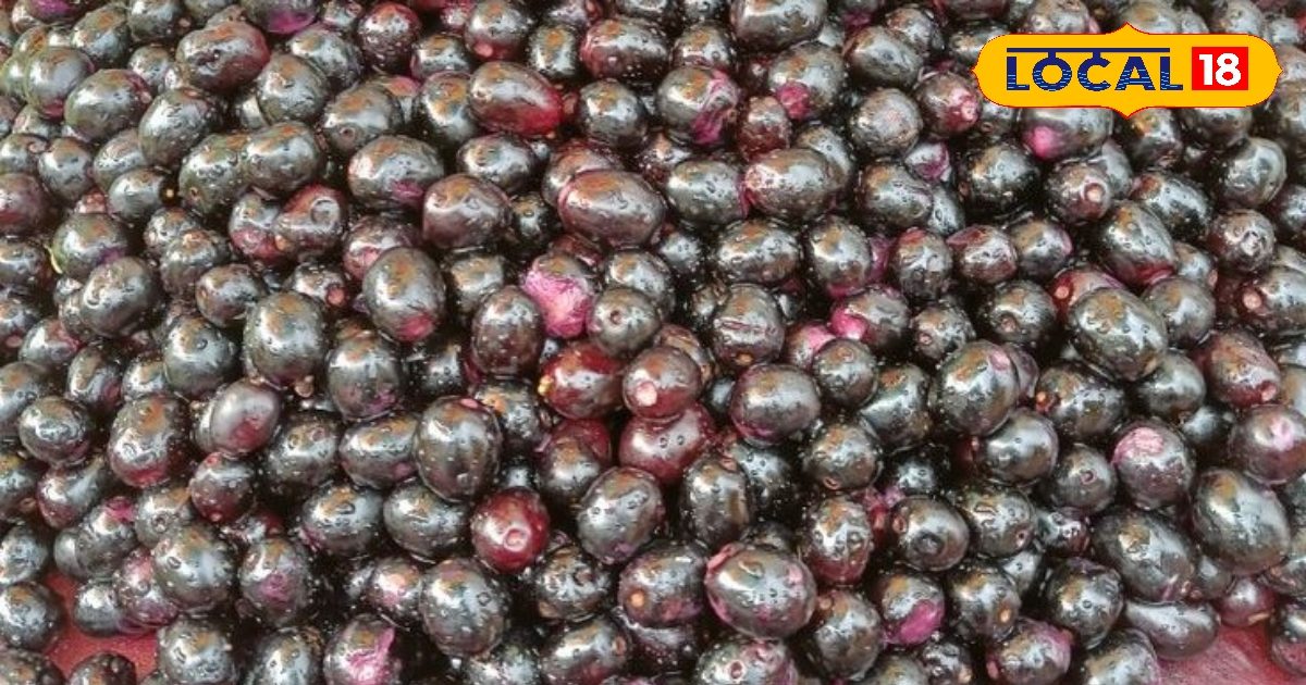 शुगर, हार्ट और इम्युनिटी के लिए असरदार है जामुन के बीज, यहां जानिए इस्तेमाल का सही तरीका