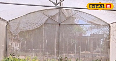 पॉली हाउस में सब्जी की खेती