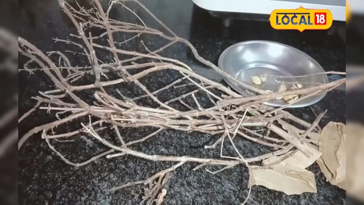 तुलसी की टहनियों से बनाएं असरदार घरेलू काढ़ा, गले की खराश और कफ में फायदेमंद