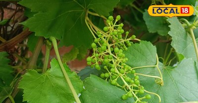 अंगूरों की मिठास बढ़ाने के तरीके 