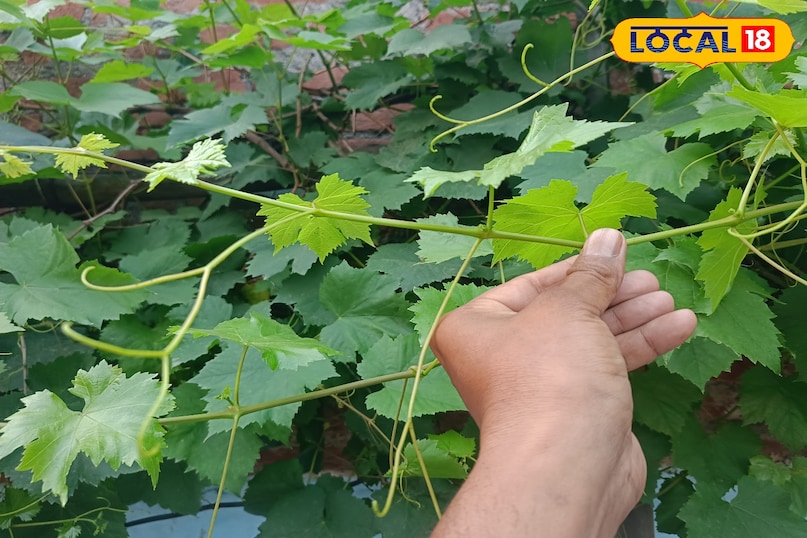अंगूर की बेल की देखभाल कैसे करें, अंगूर की बेल को कौन सा उर्वरक दें, अंगूर की मिठास कैसे बढ़ाएं, अंगूर को खट्टा होने से कैसे बचाएं, लोकल 18, How to care for grape vine, which fertilizer to give to grape vine, how to increase the sweetness of grapes, how to prevent grapes from becoming sour, Local 18 अंगूर की बेल की देखभाल कैसे करें, अंगूर की बेल को कौन सा उर्वरक दें, अंगूर की मिठास कैसे बढ़ाएं, अंगूर को खट्टा होने से कैसे बचाएं, लोकल 18, How to care for grape vine, which fertilizer to give to grape vine, how to increase the sweetness of grapes, how to prevent grapes from becoming sour, Local 18