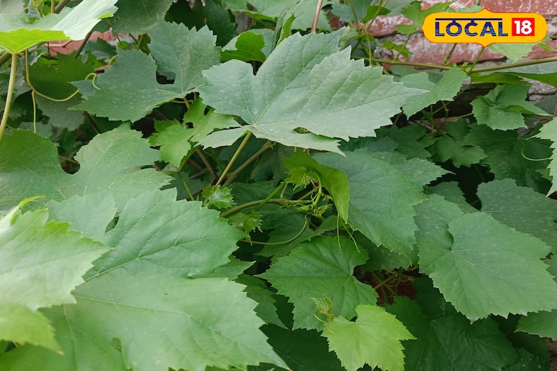 अंगूर की बेल की देखभाल कैसे करें, अंगूर की बेल को कौन सा उर्वरक दें, अंगूर की मिठास कैसे बढ़ाएं, अंगूर को खट्टा होने से कैसे बचाएं, लोकल 18, How to care for grape vine, which fertilizer to give to grape vine, how to increase the sweetness of grapes, how to prevent grapes from becoming sour, Local 18 अंगूर की बेल की देखभाल कैसे करें, अंगूर की बेल को कौन सा उर्वरक दें, अंगूर की मिठास कैसे बढ़ाएं, अंगूर को खट्टा होने से कैसे बचाएं, लोकल 18, How to care for grape vine, which fertilizer to give to grape vine, how to increase the sweetness of grapes, how to prevent grapes from becoming sour, Local 18