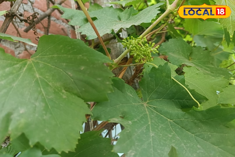 अंगूर की बेल की देखभाल कैसे करें, अंगूर की बेल को कौन सा उर्वरक दें, अंगूर की मिठास कैसे बढ़ाएं, अंगूर को खट्टा होने से कैसे बचाएं, लोकल 18, How to care for grape vine, which fertilizer to give to grape vine, how to increase the sweetness of grapes, how to prevent grapes from becoming sour, Local 18 अंगूर की बेल की देखभाल कैसे करें, अंगूर की बेल को कौन सा उर्वरक दें, अंगूर की मिठास कैसे बढ़ाएं, अंगूर को खट्टा होने से कैसे बचाएं, लोकल 18, How to care for grape vine, which fertilizer to give to grape vine, how to increase the sweetness of grapes, how to prevent grapes from becoming sour, Local 18