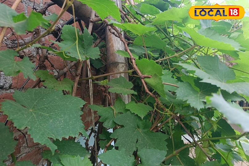 अंगूर की बेल की देखभाल कैसे करें, अंगूर की बेल को कौन सा उर्वरक दें, अंगूर की मिठास कैसे बढ़ाएं, अंगूर को खट्टा होने से कैसे बचाएं, लोकल 18, How to care for grape vine, which fertilizer to give to grape vine, how to increase the sweetness of grapes, how to prevent grapes from becoming sour, Local 18 अंगूर की बेल की देखभाल कैसे करें, अंगूर की बेल को कौन सा उर्वरक दें, अंगूर की मिठास कैसे बढ़ाएं, अंगूर को खट्टा होने से कैसे बचाएं, लोकल 18, How to care for grape vine, which fertilizer to give to grape vine, how to increase the sweetness of grapes, how to prevent grapes from becoming sour, Local 18