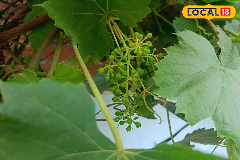 अंगूर की बेल की देखभाल कैसे करें, अंगूर की बेल को कौन सा उर्वरक दें, अंगूर की मिठास कैसे बढ़ाएं, अंगूर को खट्टा होने से कैसे बचाएं, लोकल 18, How to care for grape vine, which fertilizer to give to grape vine, how to increase the sweetness of grapes, how to prevent grapes from becoming sour, Local 18 अंगूर की बेल की देखभाल कैसे करें, अंगूर की बेल को कौन सा उर्वरक दें, अंगूर की मिठास कैसे बढ़ाएं, अंगूर को खट्टा होने से कैसे बचाएं, लोकल 18, How to care for grape vine, which fertilizer to give to grape vine, how to increase the sweetness of grapes, how to prevent grapes from becoming sour, Local 18