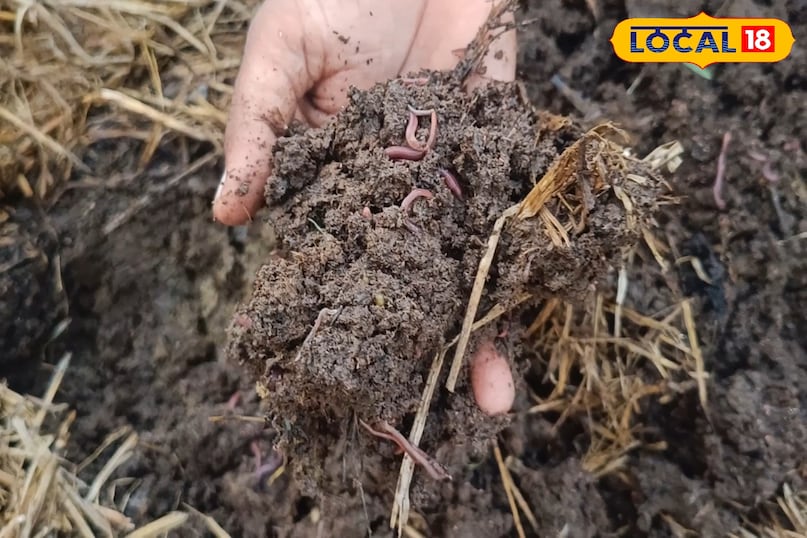 अंगूर की बेल की देखभाल कैसे करें, अंगूर की बेल को कौन सा उर्वरक दें, अंगूर की मिठास कैसे बढ़ाएं, अंगूर को खट्टा होने से कैसे बचाएं, लोकल 18, How to care for grape vine, which fertilizer to give to grape vine, how to increase the sweetness of grapes, how to prevent grapes from becoming sour, Local 18 अंगूर की बेल की देखभाल कैसे करें, अंगूर की बेल को कौन सा उर्वरक दें, अंगूर की मिठास कैसे बढ़ाएं, अंगूर को खट्टा होने से कैसे बचाएं, लोकल 18, How to care for grape vine, which fertilizer to give to grape vine, how to increase the sweetness of grapes, how to prevent grapes from becoming sour, Local 18