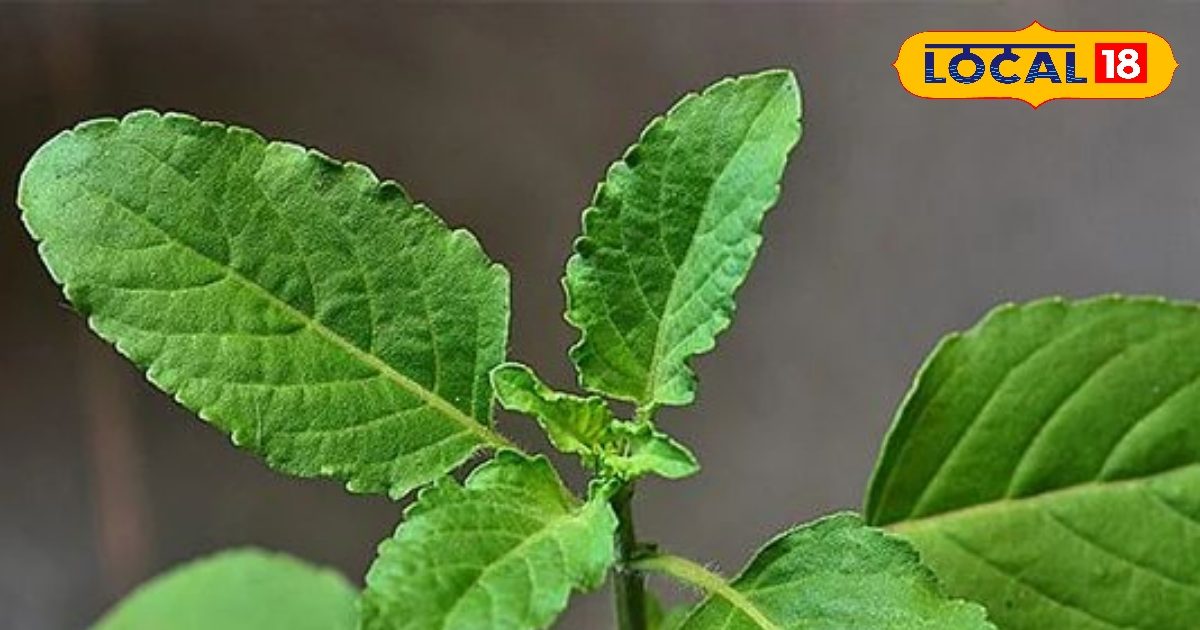 शरीर के लिए ‘फिल्टर’ का काम करती हैं इस पौधे की पत्तियां! सुबह ऐसे करें सेवन