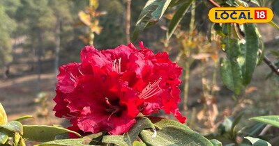 बुरांश के बारे में आठ खास बातें 