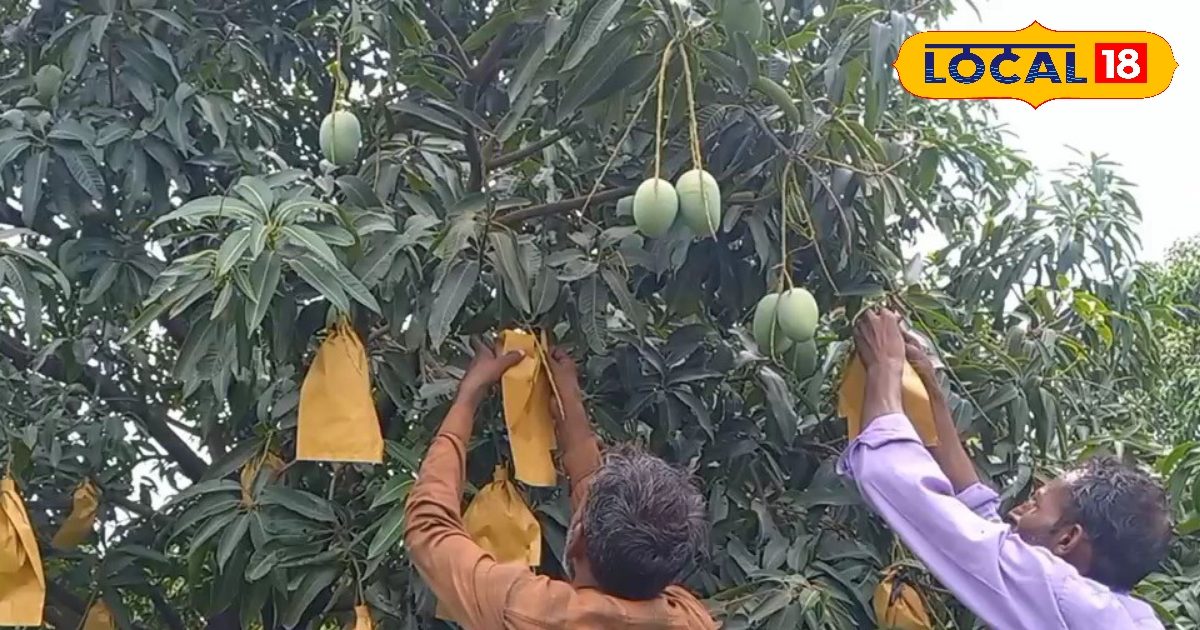 ना स्प्रे की जरूरत, ना किसी दवा की… सिर्फ एक कागज का बैग आम की करेगा सुरक्षा