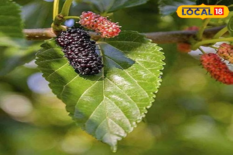 शहतूत शहतूत