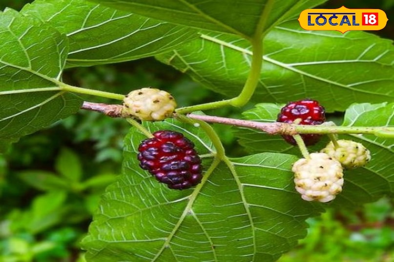 शहतूत शहतूत