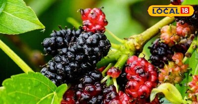 शहतूत खाने के फायदे 