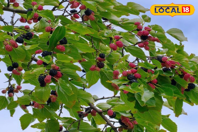 शहतूत शहतूत