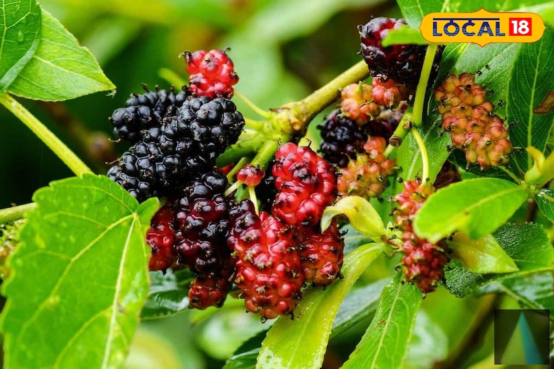 शहतूत शहतूत