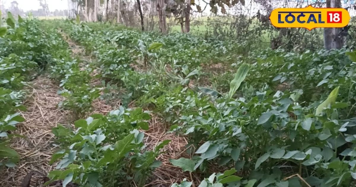 गया जिला में जीरो टिलेज से आलू की खेती, पुआल पर उग रहा ‘लेडी रोसेटा’, शुगर पेशेंट के लिए लाभदायक