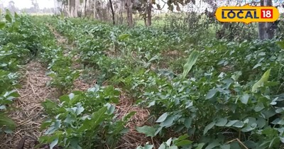 गया जिला में जीरो टिलेज से आलू की खेती