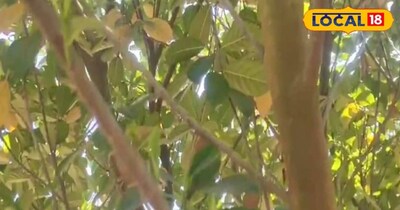 ऐसे में यदि किसान योजनाबद्ध तरीके से बागवानी अपनाएं, तो आने वाले समय में यह खेती करोड़ों की संपत्ति में भी बदल सकती है. इसके लिए कुछ सालों क धैर्य जरूरी होता है लेकिन फल आना शुरू होते हैं तो कम समय में ही आपको मालामाल कर देते हैं.