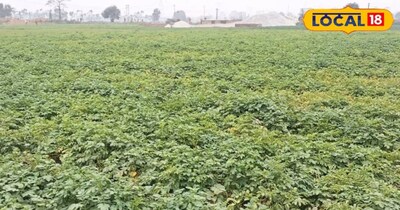 उन्होंने बड़े बाजारों से मंगाए गए उन्नत किस्म के आलू के बीज का उपयोग किया है, जो प्रति एकड़ करीब 90 क्विंटल तक उत्पादन देता है. उन्होंने कहा, एक एकड़ जमीन पर 9-12 क्विंटल बीज की आवश्यकता होती है और फसल सिर्फ 70-80-90 दिनों में तैयार हो जाती है.