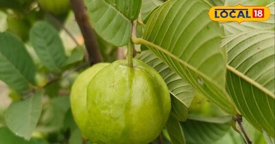 जिले के मझौलिया प्रखंड के बनकट मुसहरी गांव निवासी कृषक एवं शांभवी बायोटेक के संस्थापक रविकांत पांडे बताते हैं कि अमरूद के पौधों में वर्ष में तीन बार फूल और फल आते हैं. पहली बार फरवरी-मार्च में फूल लगते हैं और जून-जुलाई में फल आना शुरू होता है. 