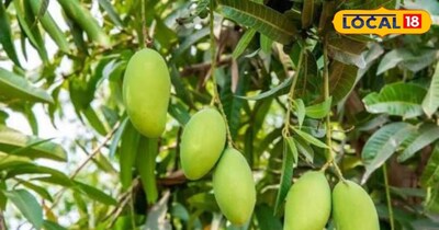 ध्यान रखने वाली सबसे महत्वपूर्ण बात यह है कि जब तक मंजर में फूल खिलकर फल बनने की प्रक्रिया शुरू नहीं हो जाती, तब तक सिंचाई से बचना चाहिए. जब मंजर में छोटे-छोटे फल दिखाई देने लगें और उनका आकार मसूर के दाने जितना हो जाए, तब पौधों की देखभाल के लिए विशेष स्प्रे का उपयोग किया जाता है.