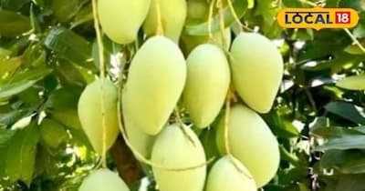 कृषि विशेषज्ञ डॉ. प्रमोद कुमार ने लोकल18 को बताया कि जब आम के पेड़ों में मंजर आने की प्रक्रिया शुरू हो जाती है या मंजर आने वाला होता है, तब खेतों में पटवन यानी सिंचाई नहीं करनी चाहिए. अगर इस समय ज्यादा पानी दिया जाता है तो पेड़ों में मंजर कम आने लगते हैं. यही कारण है कि किसान इस अवधि में पानी का प्रबंधन रोक देते हैं.