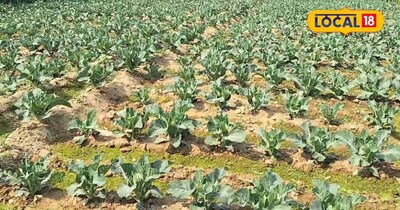 मिश्रित खेती के फायदे