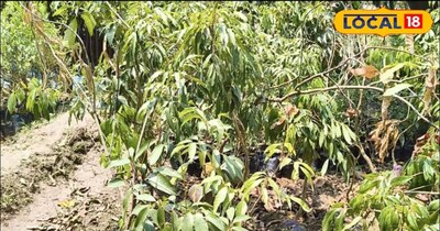 नर्सरी संचालक किसान मुन्ना पाठक बताते हैं कि शाही लीची की खासियत इसका अनोखा स्वाद और मिठास है. उनका कहना है कि यह खास किस्म मुख्य रूप से मुजफ्फरपुर की पहचान है. न तो यह हाजीपुर की है, न पटना की और न ही किसी दूसरे राज्य की. शाही लीची की असली पहचान मुजफ्फरपुर से ही जुड़ी हुई है. यही कारण है कि इसकी मांग पूरे देश में रहती है.