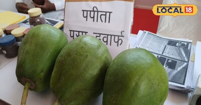 समस्तीपुर, बिहार के भारतीय कृषि अनुसंधान संस्थान से आए वैज्ञानिक डॉ. मोहम्मद हसनैन ने बताया कि इस पपीते का वजन ढाई से लगभग 3 किलो है और इसे समस्तीपुर, बिहार के कृषि अनुसंधान संस्थान ने ही विकसित किया है. ऐसा पपीता देश में कहीं और देखने को नहीं मिलेगा. बाजार में मिलने वाले पपीते का वजन इतना ज्यादा नहीं होता है. अगर किसी किसान को इसका बीज लेना है तो उन्हें समस्तीपुर, बिहार पूसा आना होगा.