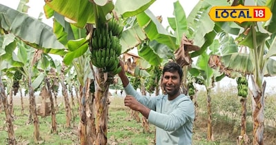 बंजर जमीन पर शुरू की फल की खेती
