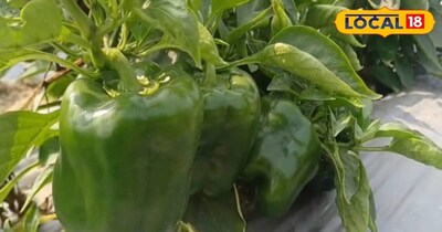 नालंदा का किसान शिमला मिर्च से रोज कमा रहा 15 हजार