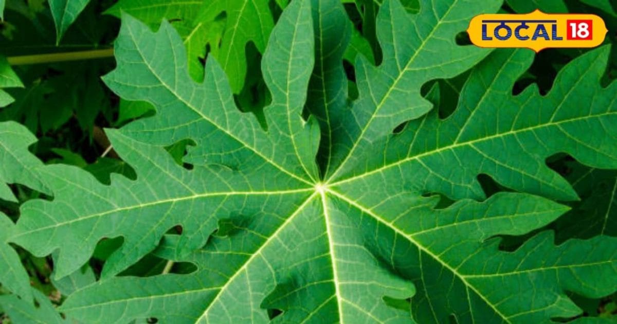 सिर्फ फल नहीं इसके पत्ते भी है चमत्कारी, डायबिटीज और कैंसर से बचाव में प्रभावी