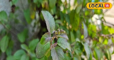 आयुर्वेद में तुलसी को त्वचा के लिए प्राकृतिक औषधि बताया गया है. आयुष चिकित्सक डॉ रास बिहारी तिवारी (बीएएमएस) ने बताया कि तुलसी के पत्तों में एंटीबैक्टीरियल, एंटीफंगल और एंटीऑक्सीडेंट गुण पाए जाते हैं, जो त्वचा को साफ रखने और कई प्रकार की स्किन समस्याओं से बचाने में मदद करते हैं.