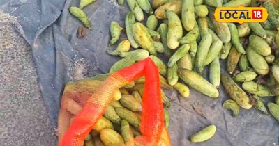 अररिया के किसान खीरे की खेती से हो रहे मालामाल