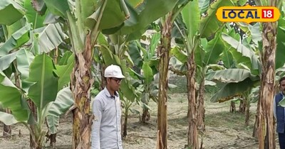 हम बात कर रहे हैं अररिया के किसान बद्री सिंह की जो केले की खेती से 3 लाख रुपये तक कमाई करते हैं. आपको यह भी बता दें कि किसान बद्री की यह कमाई लगभग डेढ़ एकड़ जमीन पर केले की खेती से होती है. अगर वह ज्यादा जमीन पर खेती करें तो कमाई और कई गुना बढ़ सकती है. तो चलिए केले की खेती के बारे में रविंन्द्र से और अधिक जानकारी लेते हैं.