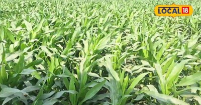 मक्का की खेती मुनाफे का सौदा