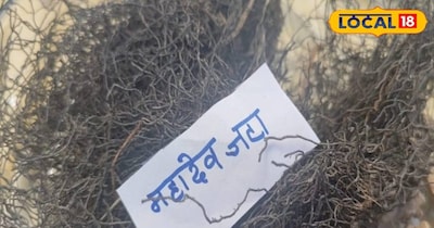रांची फॉरेस्ट डिपार्मेंट के कृषि वैज्ञानिक प्रशांत ने बताया कि ‘हम लोगों ने इसे रांची के आसपास के जंगल जैसे खूंटी के जंगल से खोज निकाला है, जब हमने खोजा तो यह एकदम महादेव की जटा की तरह दिखने में लग रहा था तो हमें लगा क्या नाम रखा जाए तो यही रख दिया. अभी तक जो हमने रिसर्च किया है, उसमें यह पाया गया है कि जिन लोगों को यूरिन की समस्या होती है, किडनी में स्टोन होता है या गाल ब्लैडर की समस्या होती है. उनमें यह रामबाण के तौर पर काम कर सकता है.’