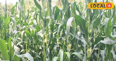 मक्का, गेहूं और धान की खेती से हर साल सीजन में 5 लाख रुपए का मुनाफा कमाई अर्चित करते हैं. उन्होंने बताया कि मेरे पिता जी इस फसल में सहयोग करते हैं. उन्होंने बताया कि अभी तक इंटरमीडिएट पास कर लिए ही आगे की पढ़ाई भी कर रहे हैं.