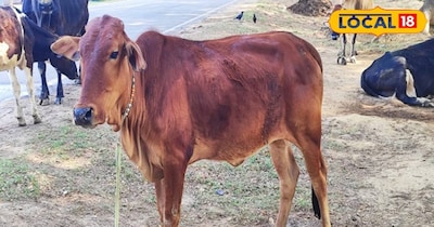 गाय और भैंस को हो रहा है लाल पेशाब
