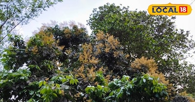 आम और लीची के मंजर का रखें ध्यान