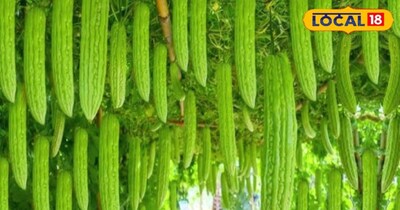 आधुनिक तकनीक से करें करेले की खेती