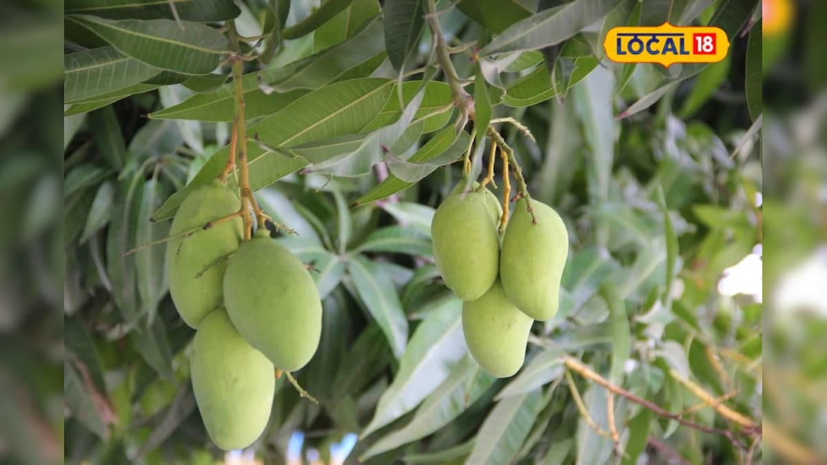 आम के बाग में फल गिरने और छोटे साइज से है परेशान, रोकने के लिए अपनाएं सही तकनीक